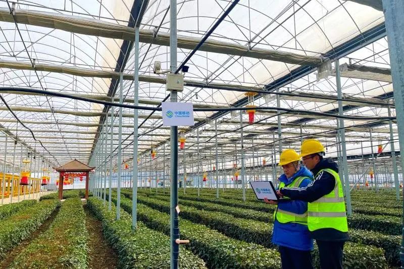 5、中國(guó)移動(dòng)在山東日照打造智慧茶園.jpg